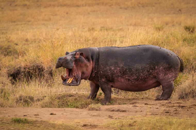 046 Masai Mara.jpg